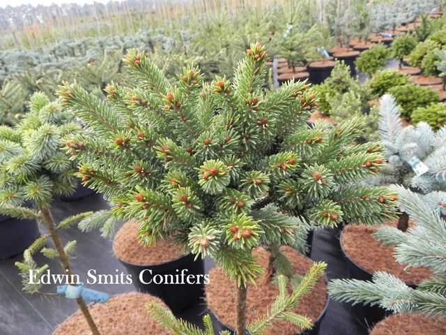 Picea glauca 'Flying Squirrel'